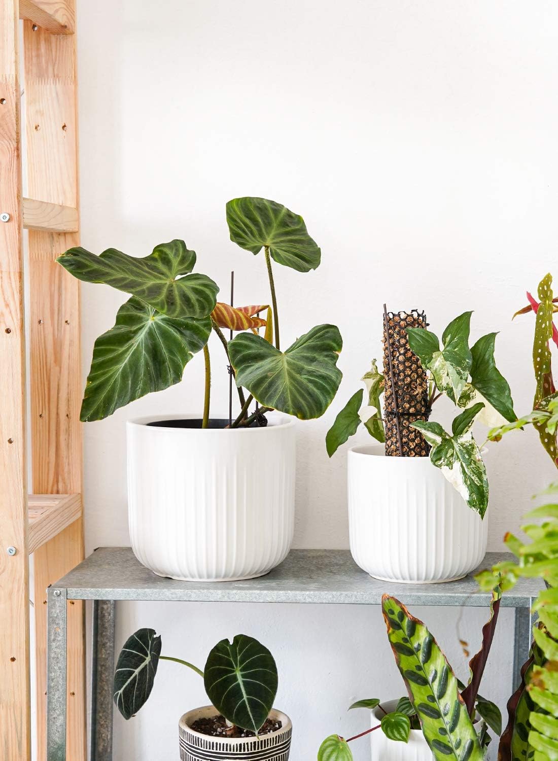 LE TAUCI Fluted Ceramic Planters Set of 3 – 8.3/7 / 5.7 in White Cylinder Indoor Plant Pots with Drainage Plug & Mesh, Matte Glazed Stoneware Flower Pots for Succulent Herb Cactus